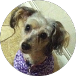 Profile photo of Daniel Vasconcellos