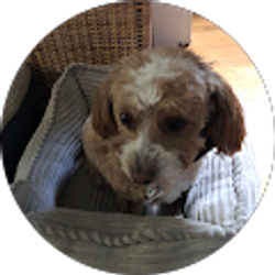 Profile photo of Deborah Dillon