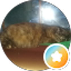 Profile photo of Cheryl Ivill