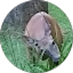Profile photo of Dasa Kvam