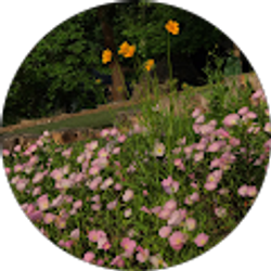 Profile photo of Marisol Villanueva