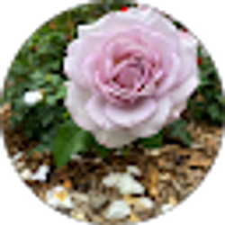 Profile photo of Nichole P