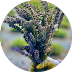 Profile photo of Flatiron Fields