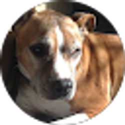 Profile photo of Chase Loftis