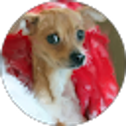 Profile photo of Ruby