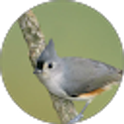 Profile photo of Ron Jost