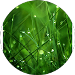 Profile photo of Chu-Yin Chang
