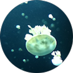 Profile photo of Aivy Wang