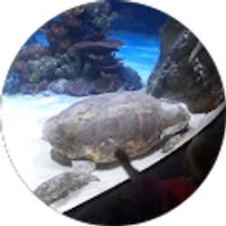 Profile photo of Shanda Brown