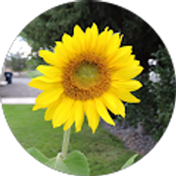 Profile photo of Cyn Buehner