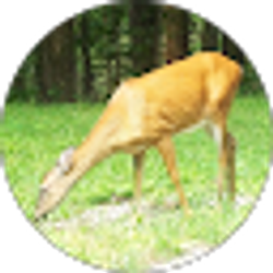 Profile photo of Ariel Hufford