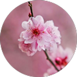 Profile photo of Donna Hibbert