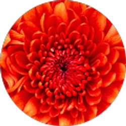 Profile photo of Celeste Lewis