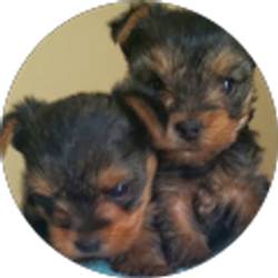 Profile photo of Christie VanGieson