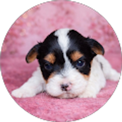 Profile photo of Renee Pistoia