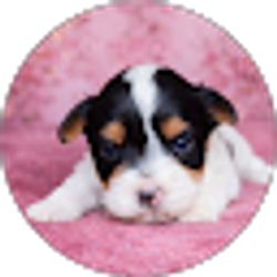 Profile photo of Renee Pistoia