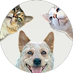 Profile photo of Tiana Sayad