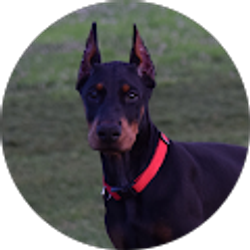 Profile photo of Josh