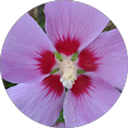 Profile photo of Jenell Seymour