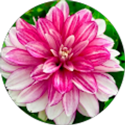 Profile photo of Michelle Krelic