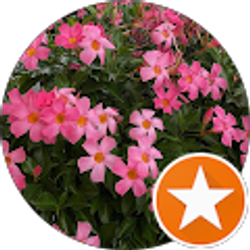 Profile photo of Tina Ngo