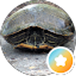 Profile photo of Chris Saner
