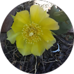 Profile photo of Kamalakar Dev