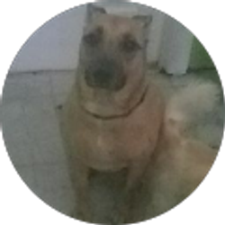 Profile photo of Rexy YouTuber