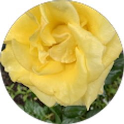 Profile photo of Julia K