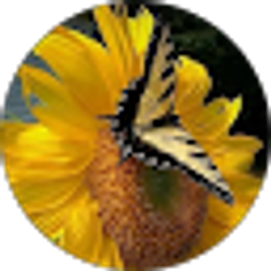 Profile photo of Tracy Brumfield