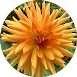 Profile photo of Alison de Grassi