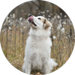 Profile photo of Stephanie D