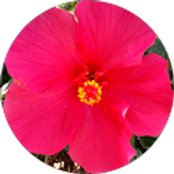 Profile photo of K Florecita