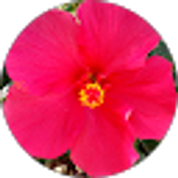 Profile photo of K Florecita