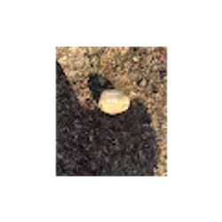 Profile photo of thomas owens