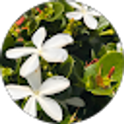 Profile photo of Nicole Richards