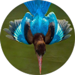 Profile photo of Ca Tran