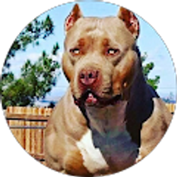 Profile photo of Big Dog