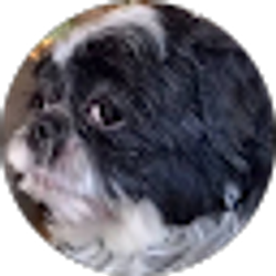 Profile photo of Toaster yeeter