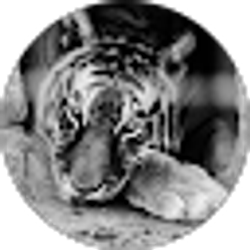 Profile photo of Adrian Balkarran