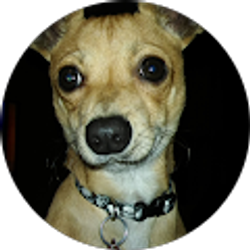 Profile photo of Hound Dog