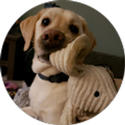 Profile photo of Lucas Bellows