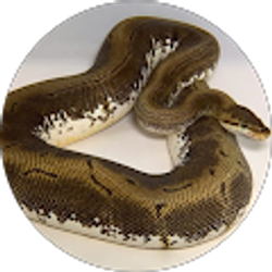 Profile photo of kristy Kain