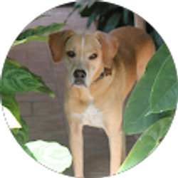 Profile photo of Richard Simon