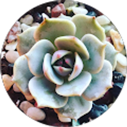 Profile photo of traci stewart