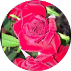 Profile photo of Kim Stump