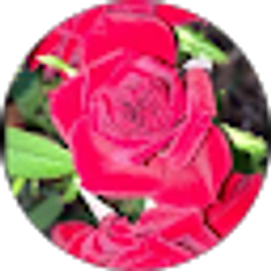 Profile photo of Kim Stump