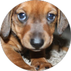 Profile photo of Dennis Stolz