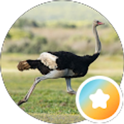 Profile photo of Dashing_Bird PlayStation