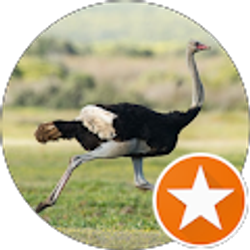 Profile photo of Dashing_Bird PlayStation